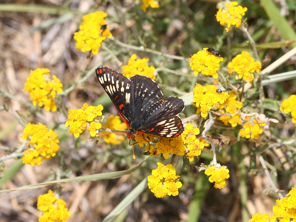 Euphydryas chalsedona Santa-Ynez-AB (Internet Image property of respective owner, non-commercial use only)